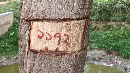 ‘মৃত্যুর’ নাম্বার পড়েছে ১৫ হাজার গাছে! tree