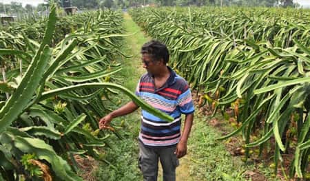 বরেন্দ্রের পোড়ামাটিতে বিদেশি ফলের চাষ
