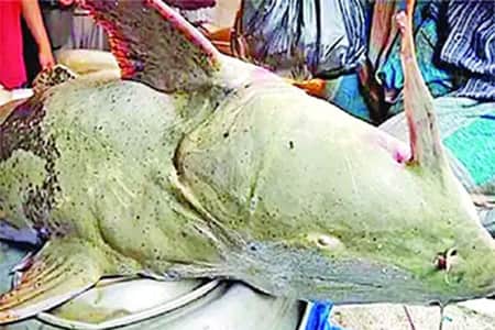 মৌলভীবাজারে এক বাঘাইড়ের দাম ৪ লাখ টাকা!
