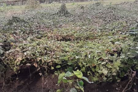 দ্বিতীয় দফা বন্যায় কুড়িগ্রামে ৭৩৫০ হেক্টর জমির ফসল ক্ষতিগ্রস্ত