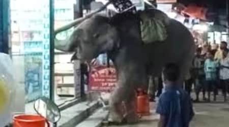 চাঁদা তোলার হাতির আক্রমণে ব্যবসায়ীর মৃত্যু Elefant