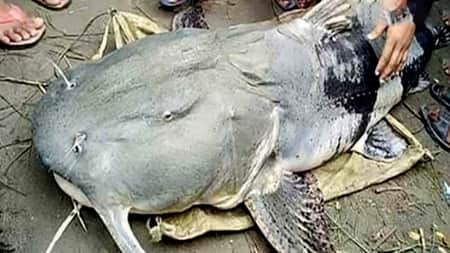 কুশিয়ারায় ধরা পড়ল মহাবিপন্ন বিশাল বড় বাঘাইড়, যত টাকায় বিক্রি Fish
