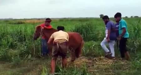 ঘোড়ার মাংস খাওয়ার ঘটনায় এলাকায় তোলপাড়, ঘরে ফিরতে পারছেন না সেই যুবকরা Ghura