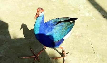Hobiganj