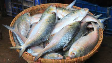 Ilish
