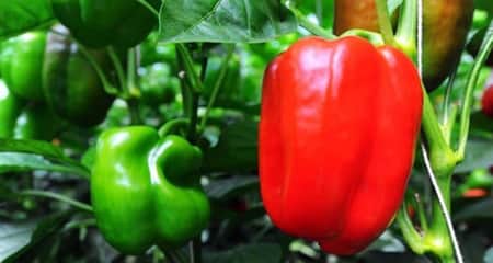 বাড়ির ছাদেই ১২ মাস চাষ করুন ক্যাপসিকাম, শিখে নিন পদ্ধতি Kapsekam