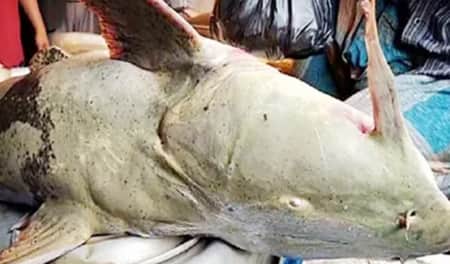 মৌলভীবাজারে ১১৫ কেজির বাঘাইড় বিক্রি করতে মাইকিং বাঘাইড় মাছ