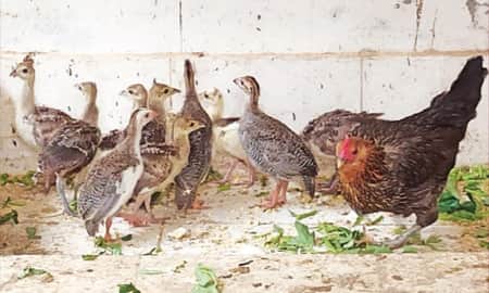 ডুলাহাজারা