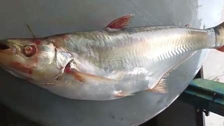 ৭ কেজির এক ঢাই মাছের দাম সাড়ে ২২ হাজার টাকা!