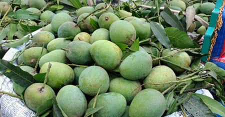 বাংলাদেশের আম রপ্তানি