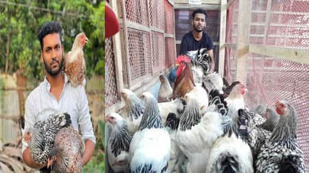 মুরগি পালন