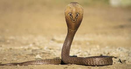 snake