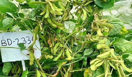 উচ্চফলনশীল সয়াবিনের নতুন জাত উদ্ভাবন উচ্চফলনশীল সয়াবিনের নতুন জাত উদ্ভাবন