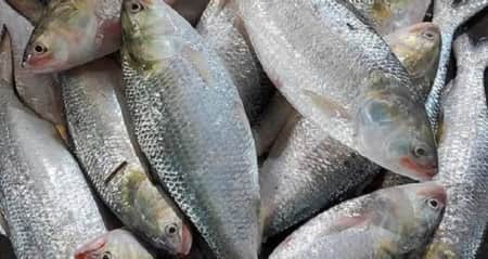 ভারতে পাচারকালে বিপুল পরিমাণ ইলিশ জব্দ Hilsha