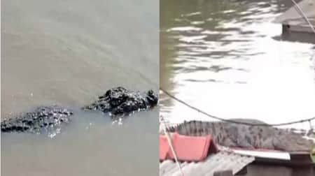 বন্যার পানিতে ছাদের ওপর ভেসে এলো কুমির Kumir