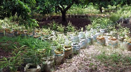আদা চাষে এক মৌসুমে ৩ কোটি টাকা লাভের আশা কৃষকের Kushtia Ada