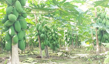 পেঁপে চাষে ভাগ্য বদলেছে হেলালের Papa