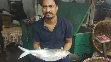 পদ্মার ২ কেজি ওজনের ইলিশ ইলিশ