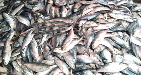 সীমান্ত দিয়ে ভারতে পাচারের সময় ইলিশ মাছ জব্দ ilish