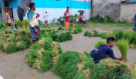 ধানের চারার জমজমাট হাট narail