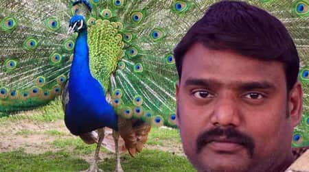 ময়ূরের মাংস