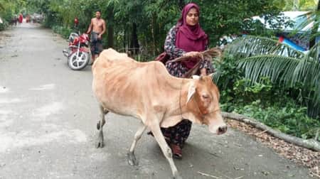 কিস্তির টাকা দিতে না পারায় গরু ছিনিয়ে নিলেন এনজিওকর্মী