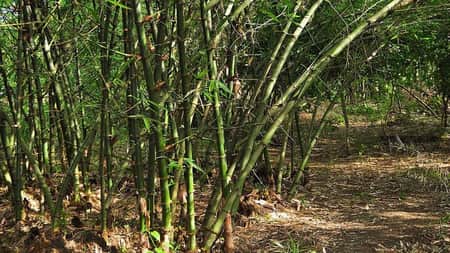 রাতে নিখোঁজ, সকালে বাঁশঝাড়ে মিললো কিশোরীর ম.রদেহ Bash