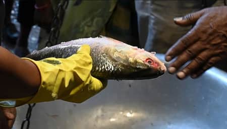 Hilsa