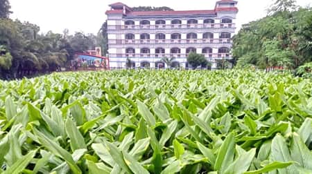 কলেজ মাঠে হলুদ চাষ, অধ্যক্ষ বললেন ‘কৃষি বিষয়ে জ্ঞানার্জন’ Holud Chash