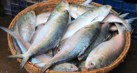 ভারতে পাচারের সময় ২২ লাখ টাকার ইলিশ জব্দ Ilish