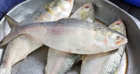 Ilish