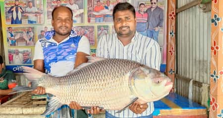 পদ্মার বিশাল বড় এক কাতল বিক্রি হলো যত টাকায় Katol