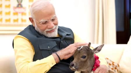 বাছুরের সঙ্গে খেলাধুলায় মজেছেন নরেন্দ্র মোদি Modi