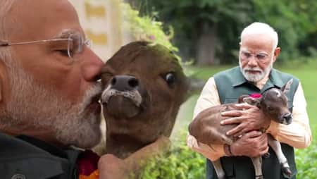 কেন বাছুর কোলে নিয়ে ঘুরে বেড়াচ্ছেন মোদি? Modi