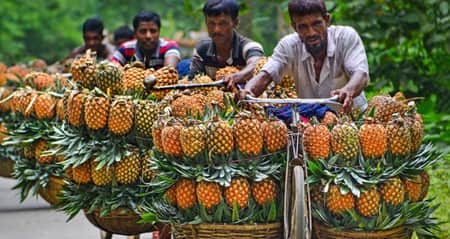 জিআই পণ্যের স্বীকৃতি পেলো মধুপুরের আনারস Pineapple