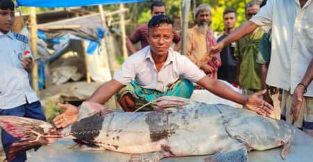 বাঘাইড়