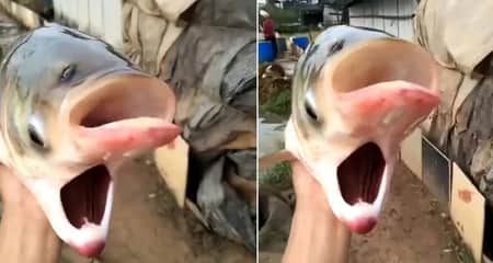 জেলের জালে ধরা পড়লো দুই মুখ ও চার চোখওয়ালা অদ্ভুদ মাছ অদ্ভুদ মাছ