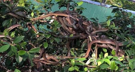 গাছে নেই কোনও ফুল-ফল, ঝুলছে শত শত বিষধর সাপ সাপ