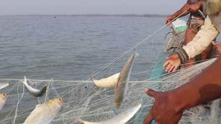 নিষেধাজ্ঞা উপেক্ষা করে মা ইলিশ শিকারের মহোৎসব Hilsa