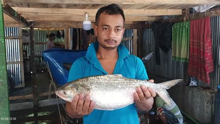 এক ইলিশ নিলামে ১ লাখ পনেরো হাজারে বিক্রি, জেলে পেল ৬ হাজার ৮৪০ টাকা Kuakata-Hilsa