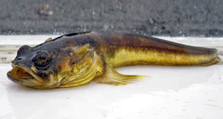 সারা রাত মুখ দিয়ে আওয়াজ তুলে এই মাছ Midshipman fish