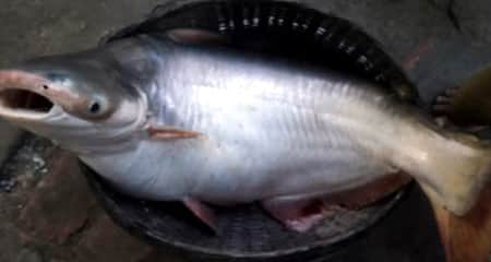 একটি পাঙ্গাশ মাছের দাম ১২০০০ টাকা Pangas