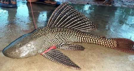 সম্ভাবনার নতুন দুয়ার খুলে দিতে পারে সাকার ফিশ সাকার ফিশ