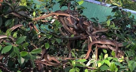 গাছে নেই কোনও ফুল-ফল, ঝুলছে শত শত বিষধর সাপ সাপ