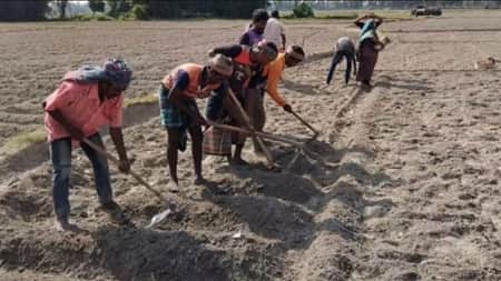 ২৬০০ টাকার আলুর বীজের দাম বেড়ে বিক্রি হচ্ছে চার হাজারে