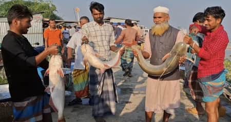 পদ্মায় এত পাঙাশ কখনো দেখেননি জেলেরা Pangash