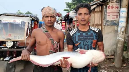 জেলের জালে ধরা পড়লো সাড়ে ১৩ কেজির পাঙাশ Pangash