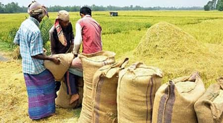 আমন মৌসুমে ১০ লাখ টন ধান-চাল সংগ্রহ করবে সরকার amon