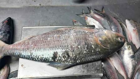 ilish