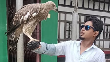 হিং-স্র-তা ভুলে সবাইকে আপন করে নিয়েছে এই বাজপাখিটি soriatpur